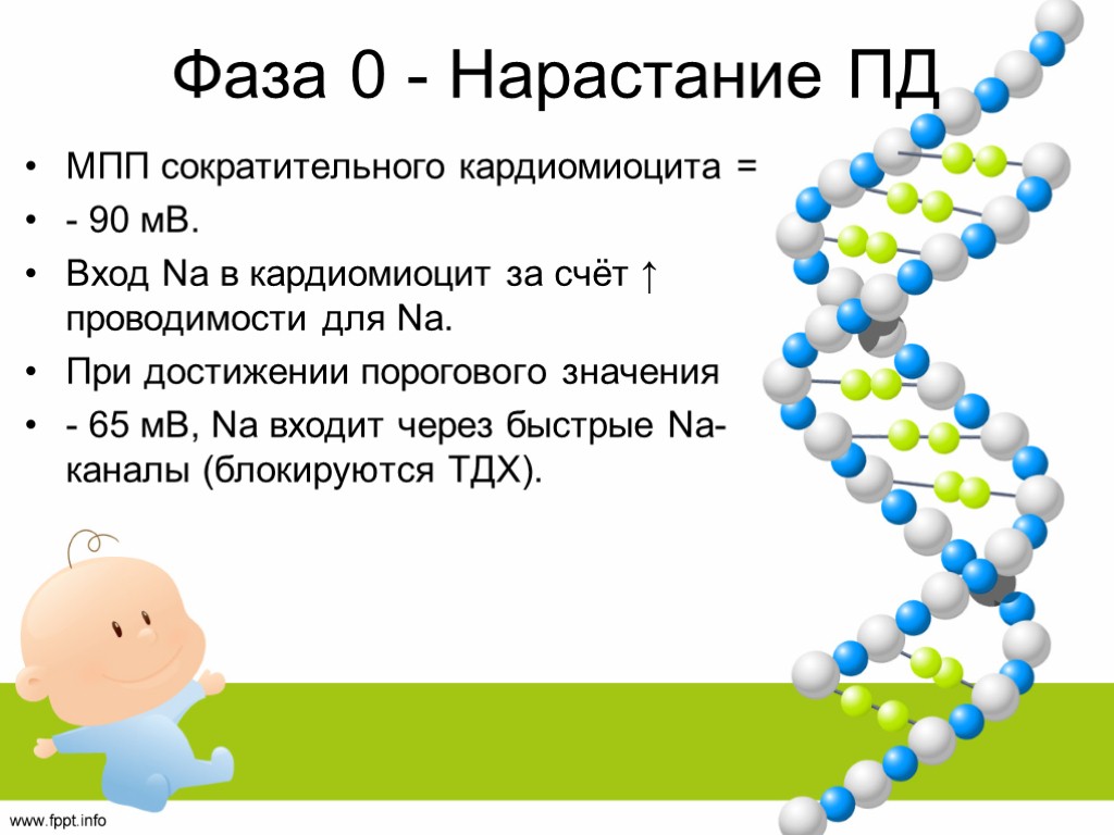 Фаза 0 - Нарастание ПД МПП сократительного кардиомиоцита = - 90 мВ. Вход Na